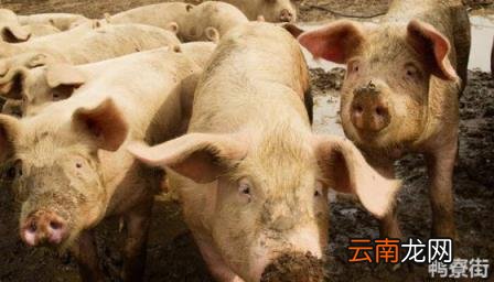 猪肉前腿肉叫什么 猪前腿肉跟后腿肉有什么区别