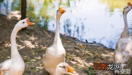 成年公鹅母鹅怎么样区分 公鹅母鹅怎么样区分