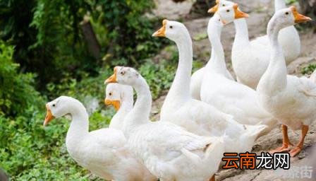 成年公鹅母鹅怎么样区分 公鹅母鹅怎么样区分