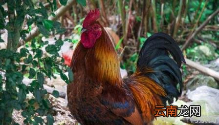 公鸡不打鸣怎么回事风水说 公鸡不打鸣是什么原因