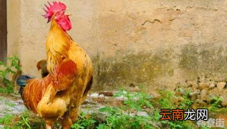 公鸡不打鸣怎么回事风水说 公鸡不打鸣是什么原因