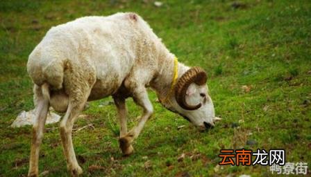 羊羔断奶母羊有影响吗 羊羔40天可以断奶吗