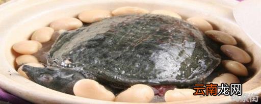 甲鱼到了冬天还需要喂食吗 甲鱼可以在水中过冬吗