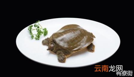 甲鱼到了冬天还需要喂食吗 甲鱼可以在水中过冬吗