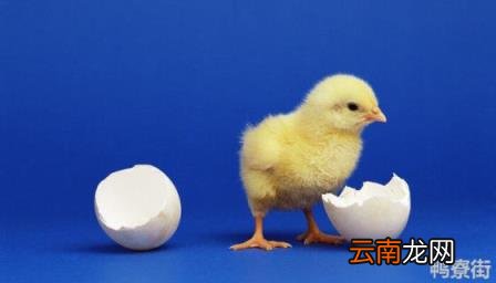 一般养家鸡多久能长大 小鸡什么时候能长大