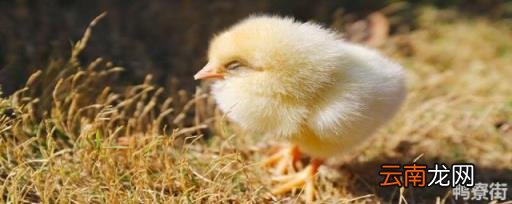 一般养家鸡多久能长大 小鸡什么时候能长大
