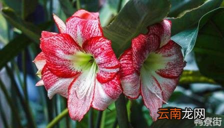 朱顶红种子发芽图 朱顶红种球种植方法和时间