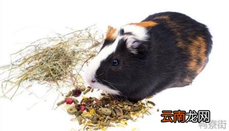 动物寿命100排名 豚鼠寿命多长