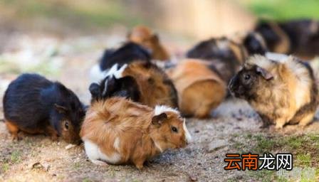动物寿命100排名 豚鼠寿命多长