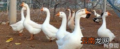 为什么土豆尽量少吃 为何鹅肉很少人吃