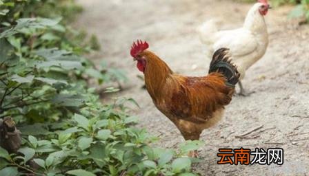 鹅的寿命最长多少年 鸡的寿命最长多少年