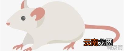 属鼠的名字带什么好胰岛素抵抗 属鼠的名字带什么好