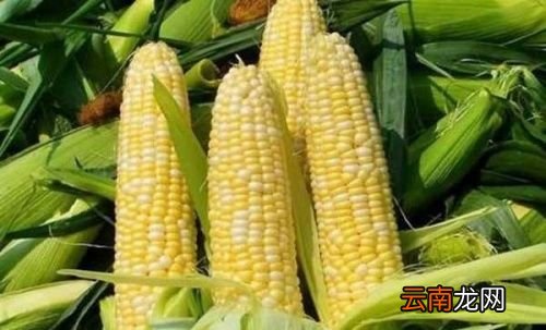 煮熟的玉米怎么保存