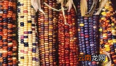 煮熟的玉米怎么保存