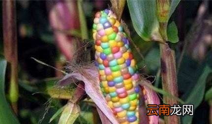 煮熟的玉米怎么保存