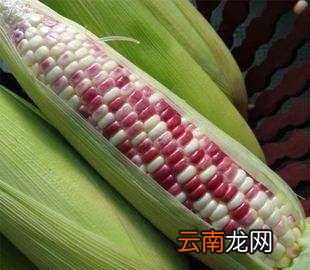 煮熟的玉米怎么保存