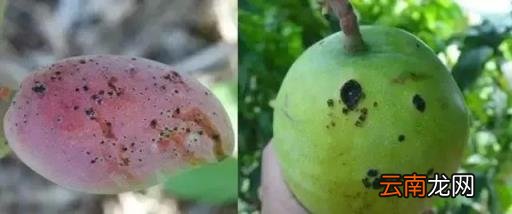 一文告诉你答案 芒果能放冰箱冷藏吗