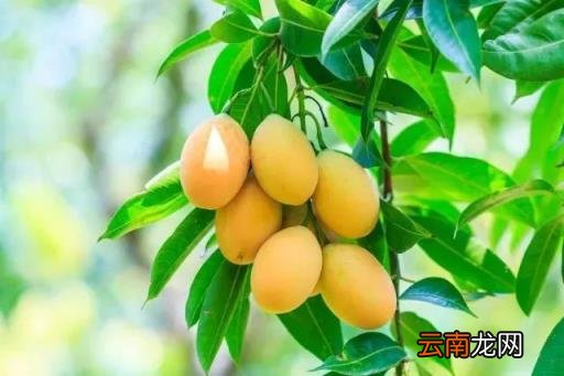 一文告诉你答案 芒果能放冰箱冷藏吗