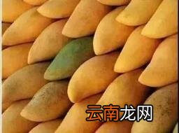 一文告诉你答案 芒果能放冰箱冷藏吗