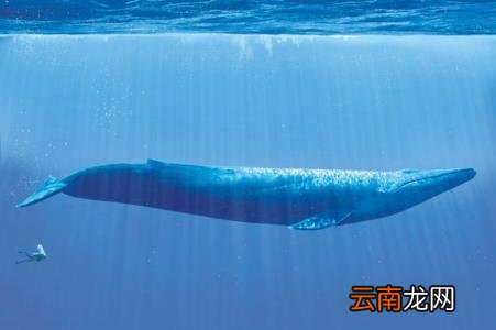 最大的哺乳和最小的哺乳动物 最大的哺乳动物是什么