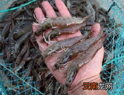 目前什么养殖业最赚钱 最挣钱的养殖项目