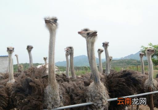 目前什么养殖业最赚钱 最挣钱的养殖项目
