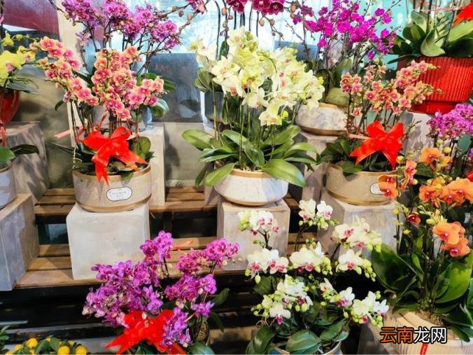北京最大最便宜的花卉批发市场 北京批发花卉哪里便宜