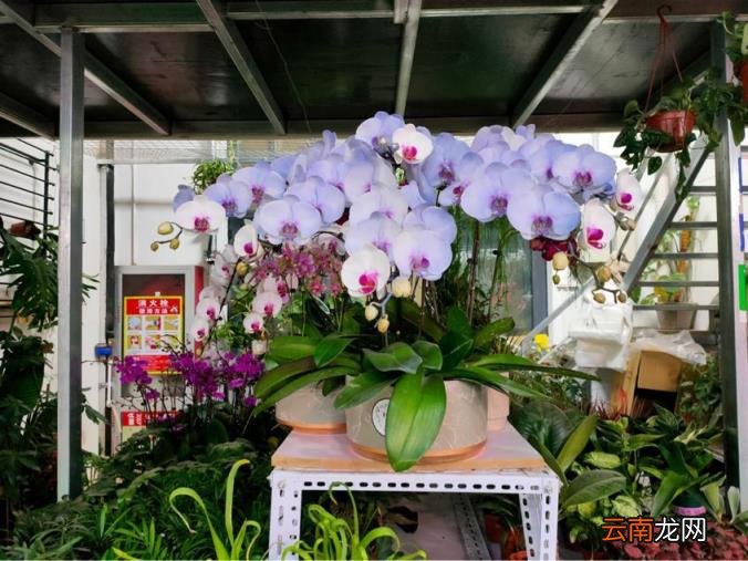 北京最大最便宜的花卉批发市场 北京批发花卉哪里便宜