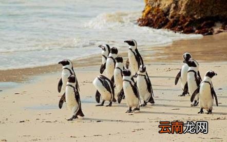 答案在这里 非洲有企鹅吗