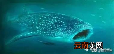 世界上最大的鱼类介绍 世界上最大的鱼类是什么