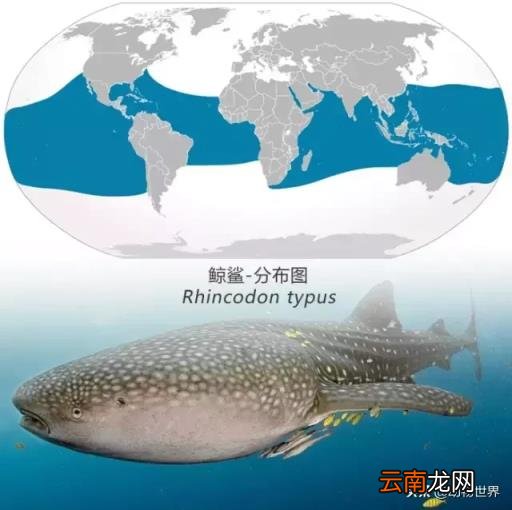 世界上最大的鱼类介绍 世界上最大的鱼类是什么