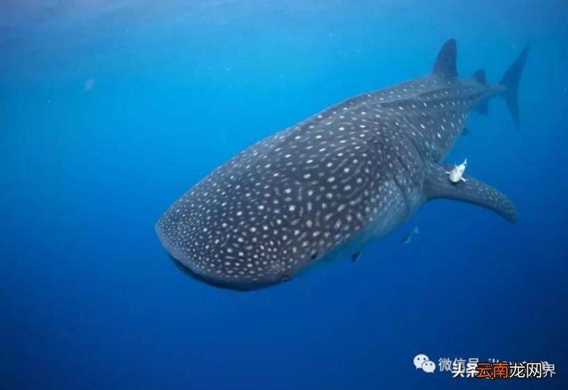 世界上最大的鱼类介绍 世界上最大的鱼类是什么