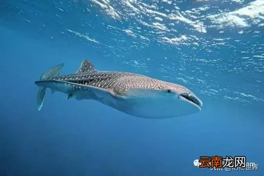 世界上最大的鱼类介绍 世界上最大的鱼类是什么