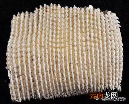 世界上最大的鱼类介绍 世界上最大的鱼类是什么