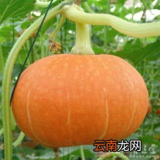 南瓜的作用和功效 南瓜的功效有哪些