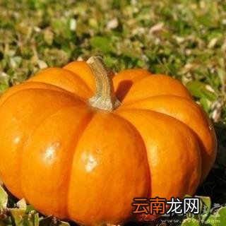 南瓜的作用和功效 南瓜的功效有哪些