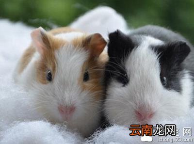 荷兰猪的含义 荷兰猪是什么意思