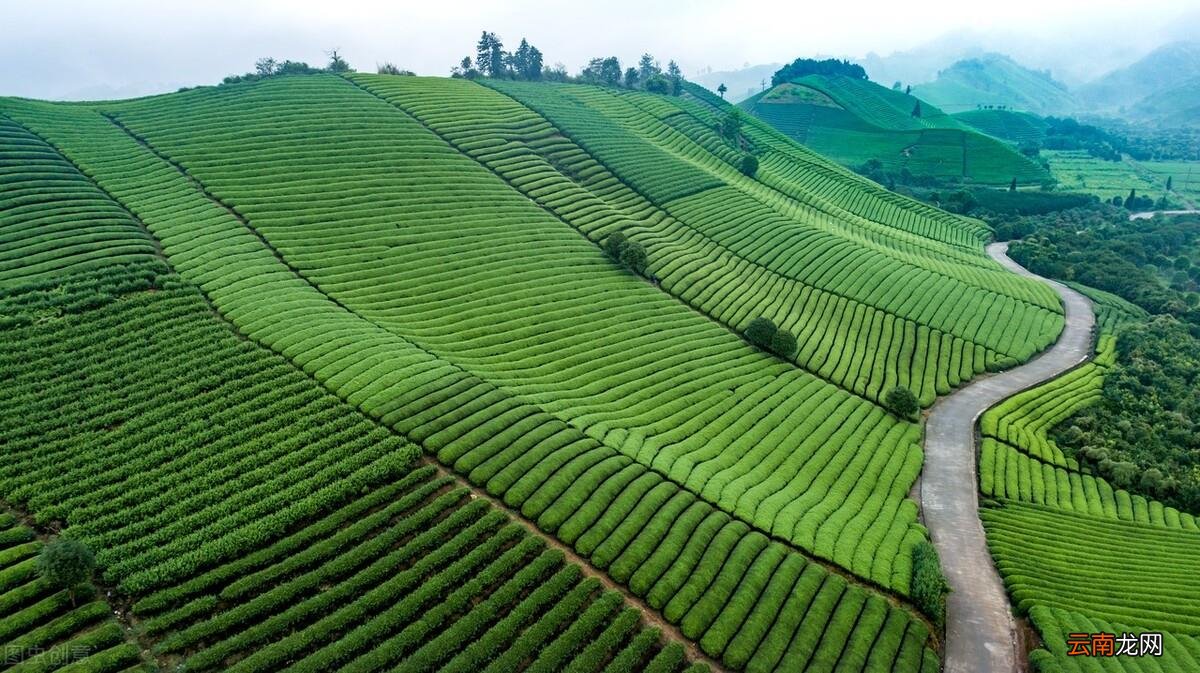 适合卖茶叶的幽默句子 茶叶文案微信朋友圈推广