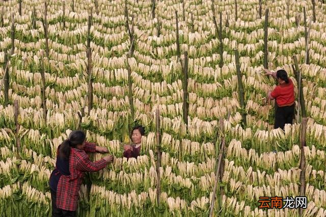农村倒卖什么东西能赚钱 倒卖什么赚钱利润大
