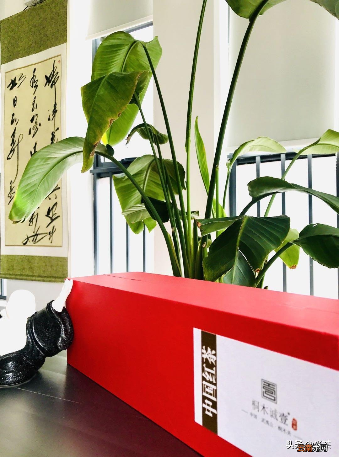 什么是红茶 哪些茶是属于红茶
