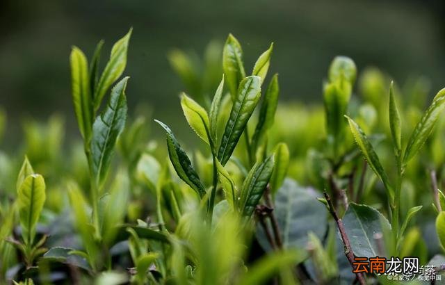 什么是红茶 哪些茶是属于红茶