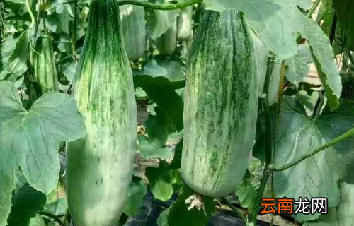 羊角蜜的热量高吗
