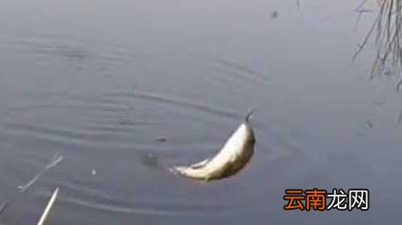 冬天钓鱼口诀大全春夏秋冬 冬季钓鱼口诀大全
