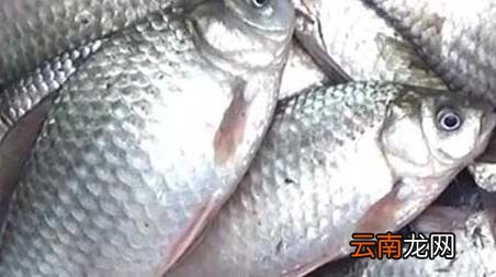 冬季钓鱼最佳时间是什么时候 冬天钓鱼的最佳时间