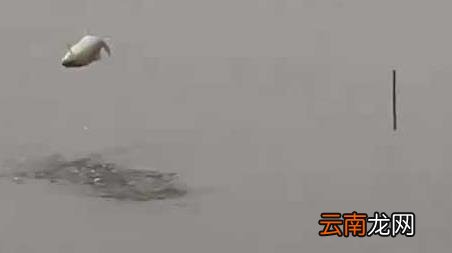 冬季钓鱼应该钓深水还是浅水 冬季钓鱼钓深水还是浅水