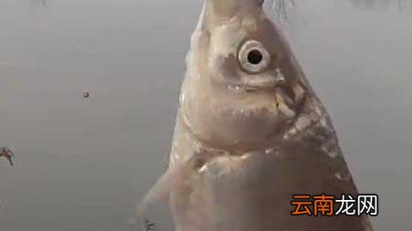 冬季钓鱼应该钓深水还是浅水 冬季钓鱼钓深水还是浅水