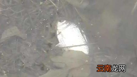 冬季钓鱼钓底还是钓离底,秋季钓鱼钓底还是钓离底