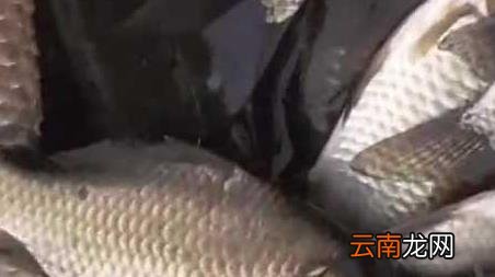 10月钓鱼技巧 十月钓鱼技巧和方法