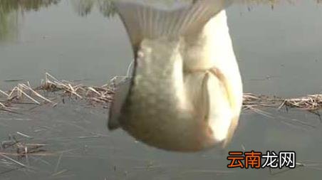 十月钓鱼钓深水还是浅水 十月份钓鱼深水还是浅水