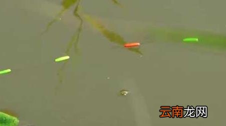 11月钓鱼怎么选钓位 十月钓鱼钓位怎么选择才好